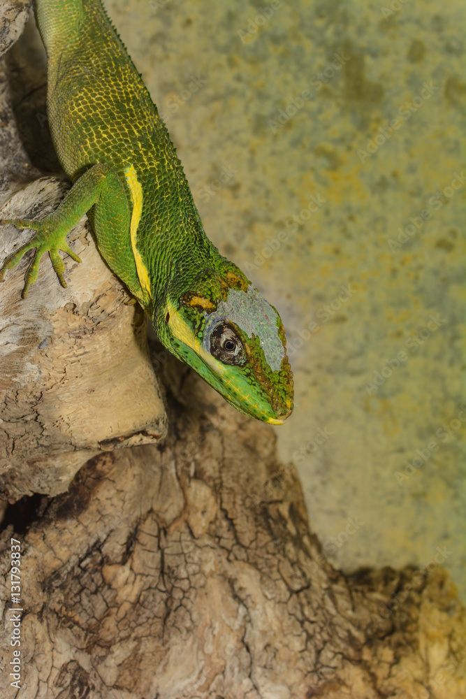 Fototapeta premium Ritteranolis