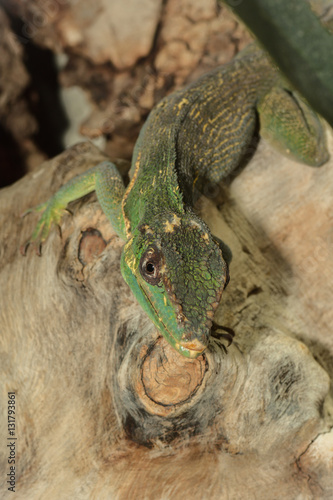 Ritteranolis photo