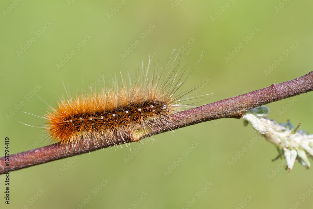 Langhaarige Raube des Zimbär auf Ast