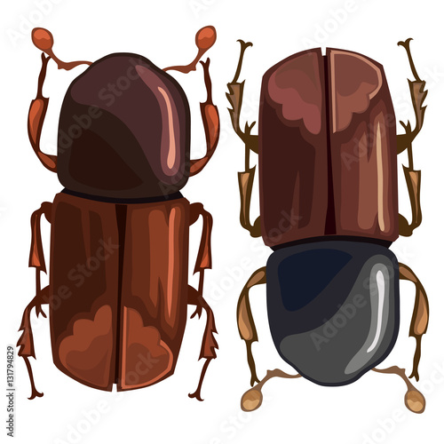 Black-brown beetle on a white background. Vector
