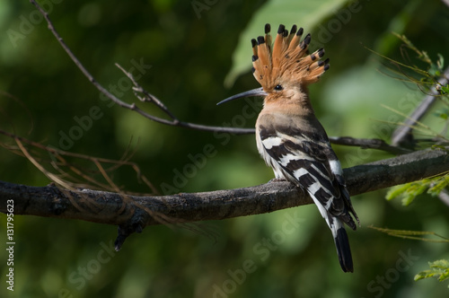 A common hoopoe bird perched on a tree branch