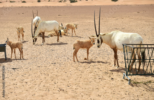 Oryx Antilopen  photo