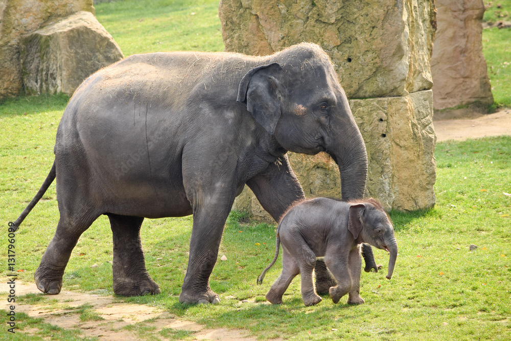 Obraz premium Asian elephant with calf in the zoo