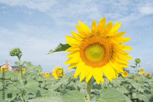 Sunflower or Helianthus
