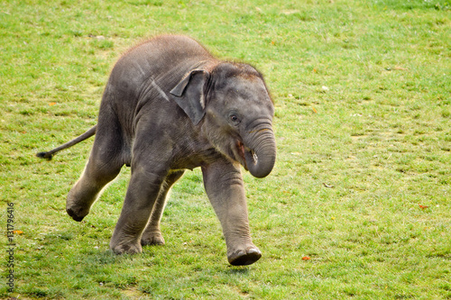 Photography Running elephant calf in the zoo