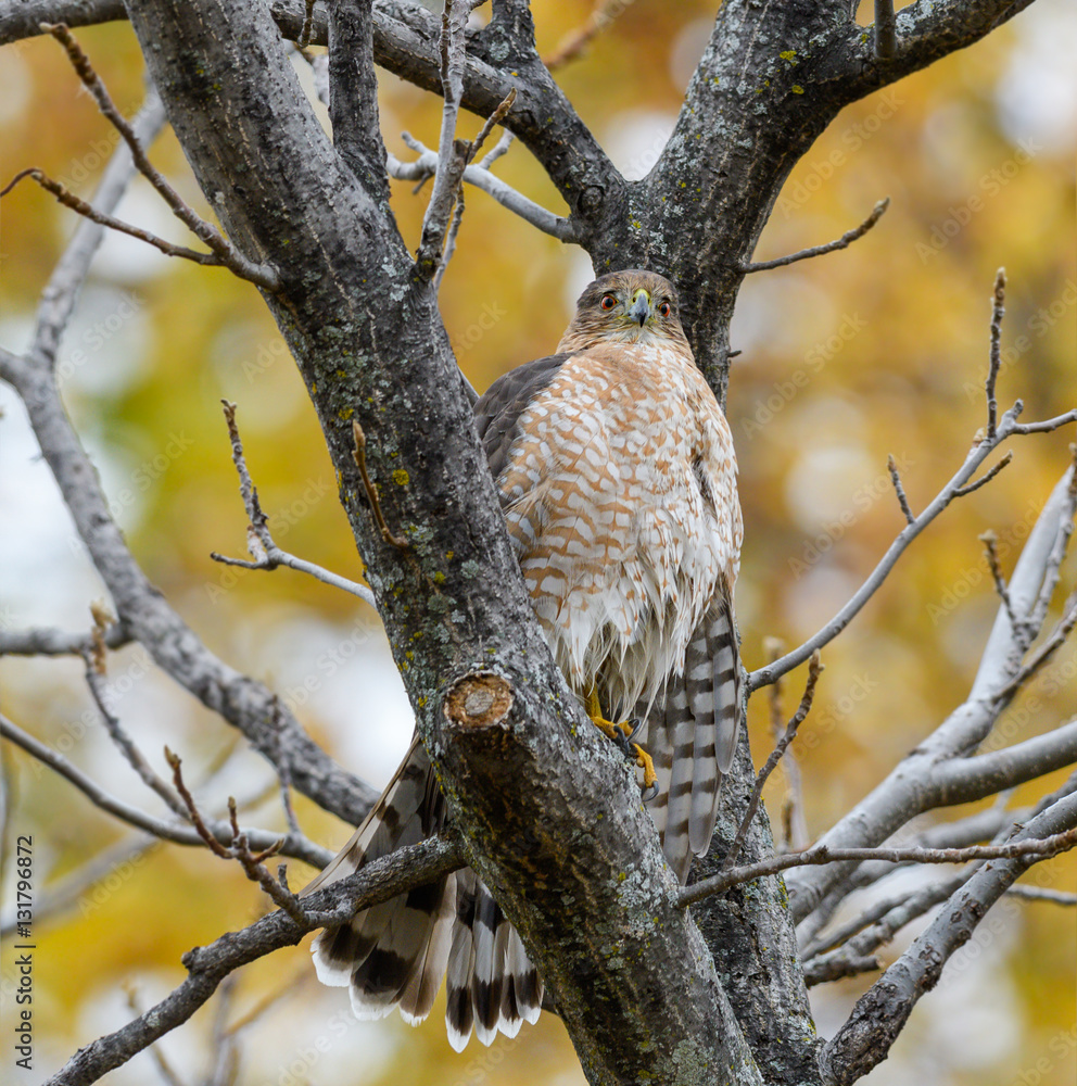 Obraz premium Cooper's Hawk
