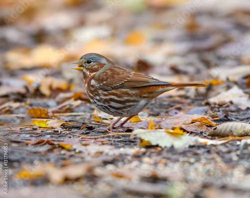 Fox Sparrow in Fall photo