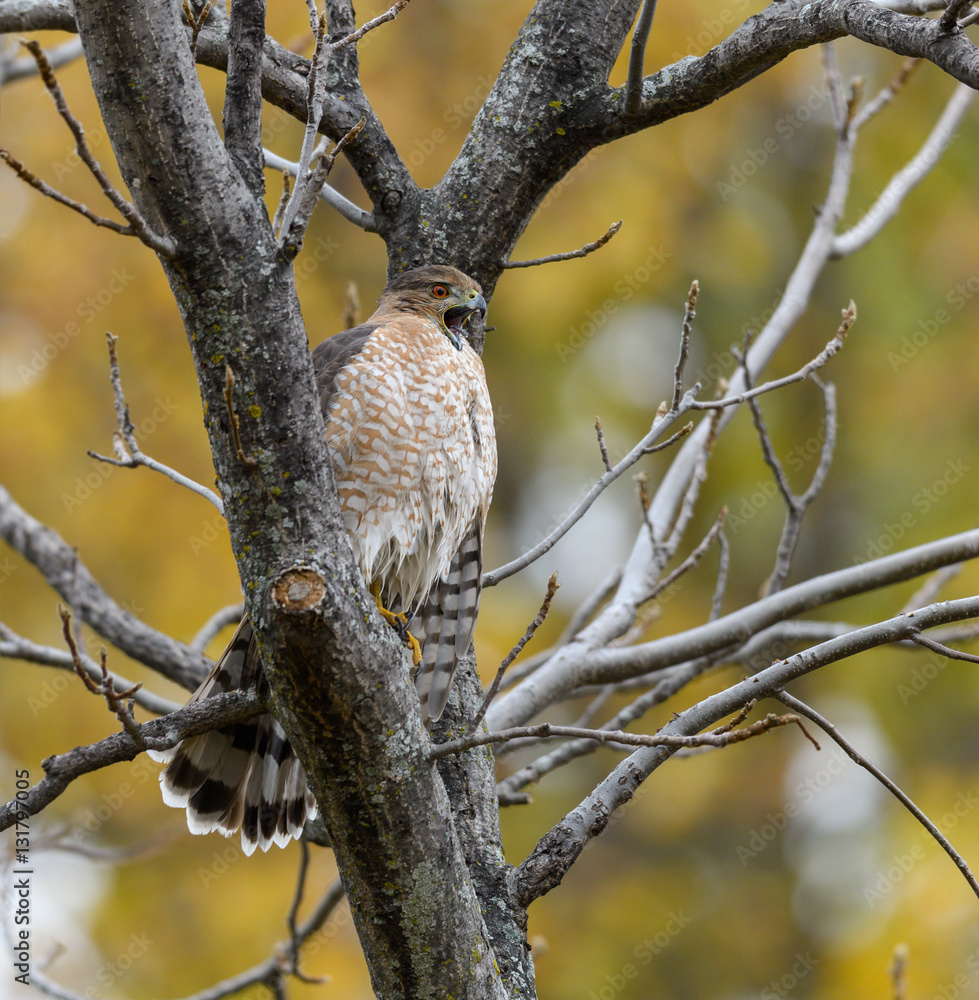 Cooper's Hawk Cooper's Hawk