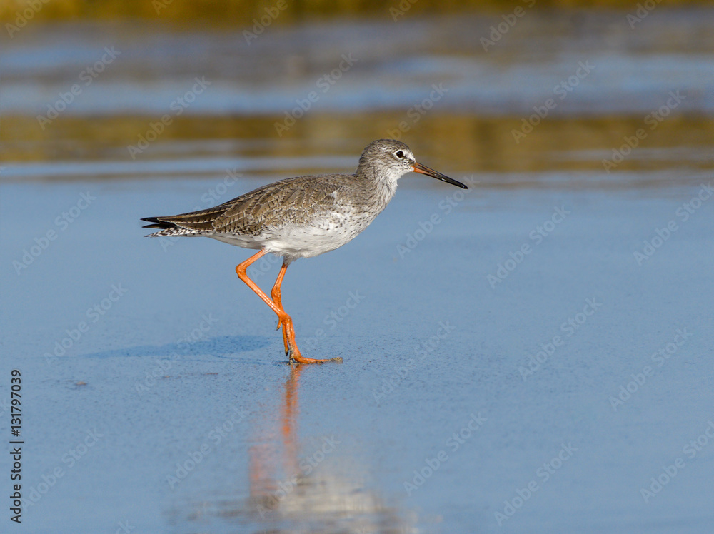 Common Redshank Common Redshank