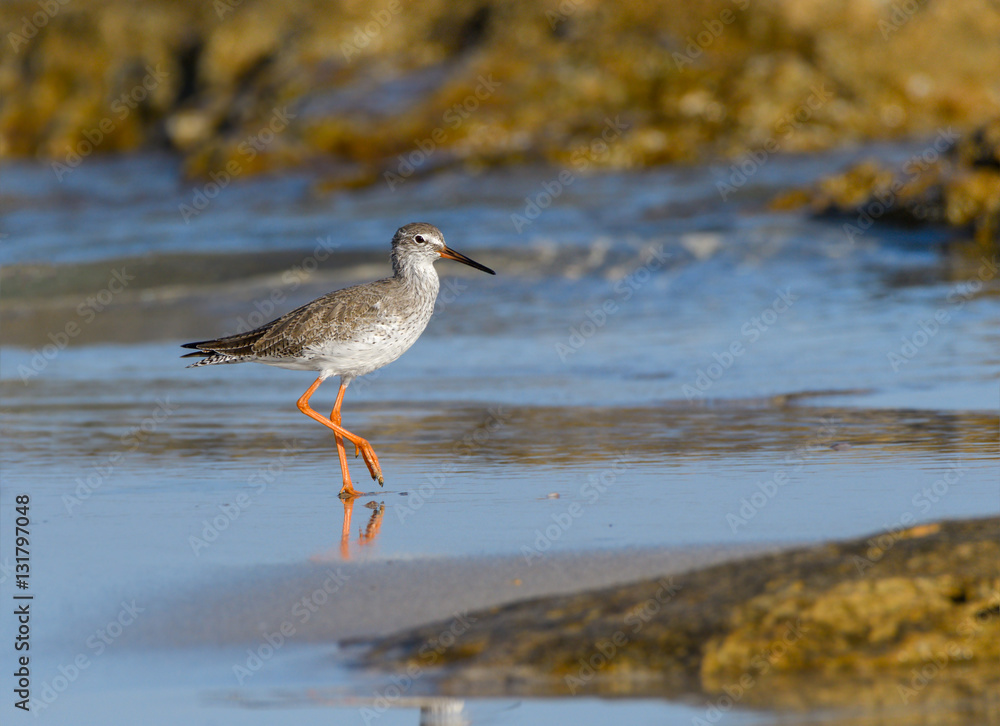 Obraz premium Common Redshank