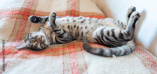 Cat in a funny position