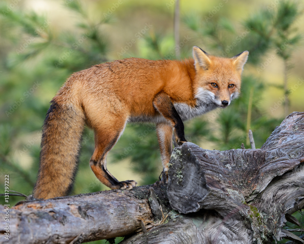Red Fox Portrait Red Fox Portrait