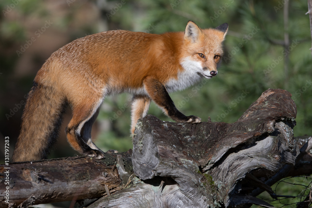 Red Fox Portrait Red Fox Portrait