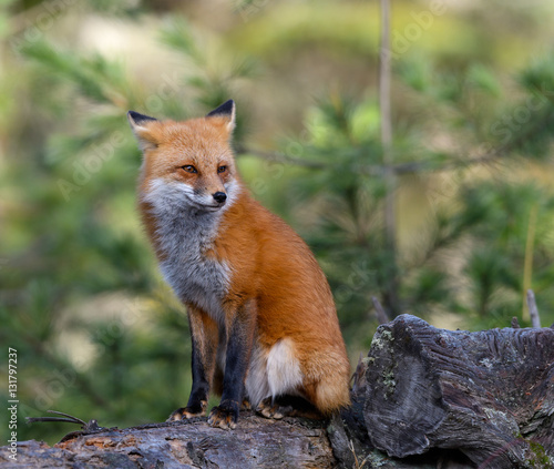 Red Fox Portrait  © FotoRequest