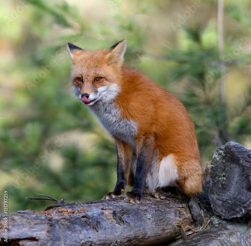 Red Fox Portrait © FotoRequest