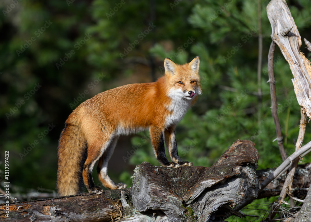 Fototapeta premium Red Fox Portrait