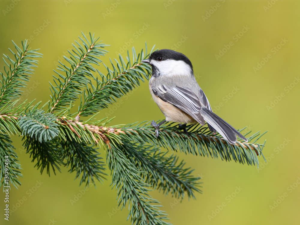 Black-Capped Chickadee on a Pine Tree Branch in Fall Black-Capped Chickadee on a Pine Tree Branch in Fall