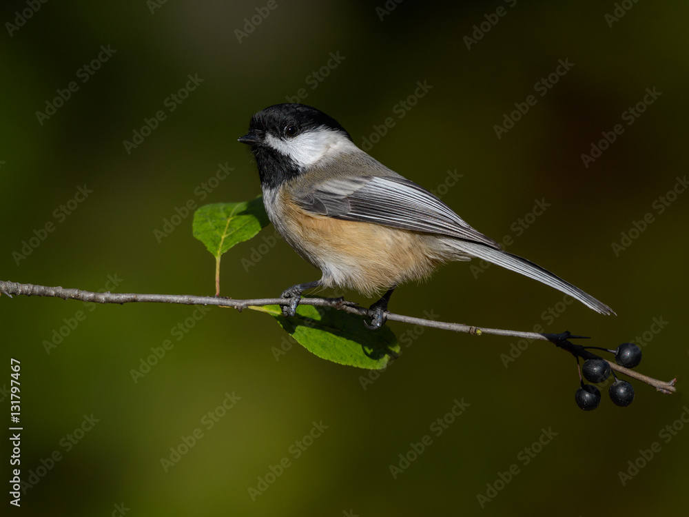 Black-Capped Chickadee on Green Background in Fall Black-Capped Chickadee on Green Background in Fall