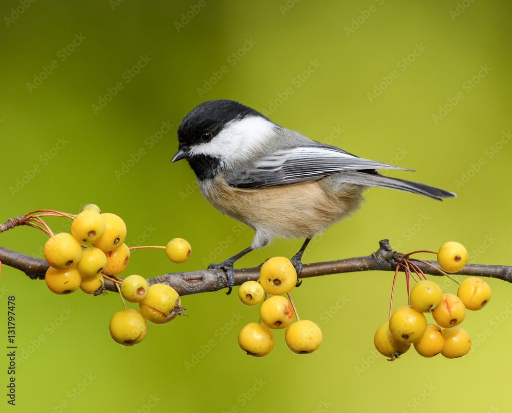 Obraz premium Black-Capped Chickadee on a Branch with Yellow Berries in Fall