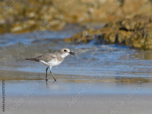 Greater Sand Plover © FotoRequest