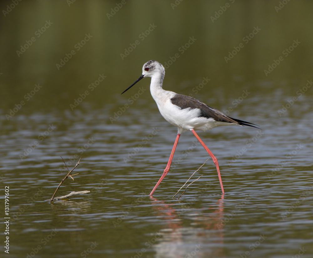 Black-winged Stilt Black-winged Stilt