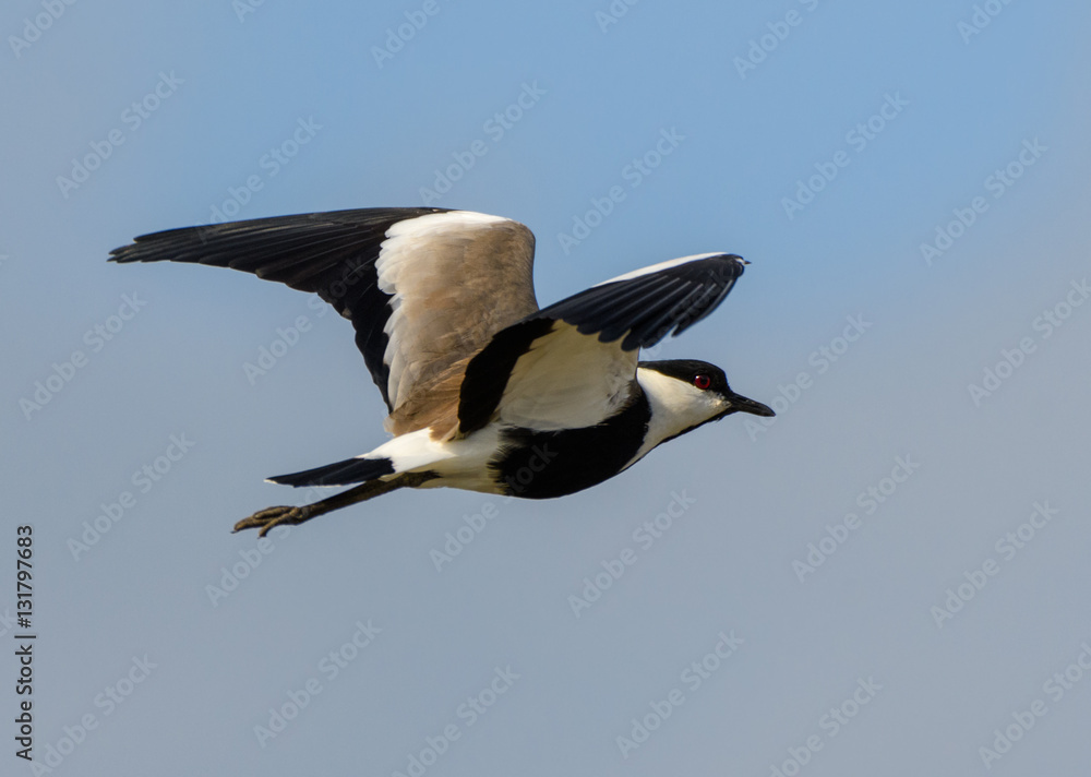 Obraz premium Spur-winged Lapwing in Flight