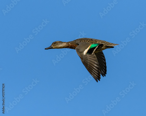 Photography Female Green-winged Teal in Flight on Blue Sky