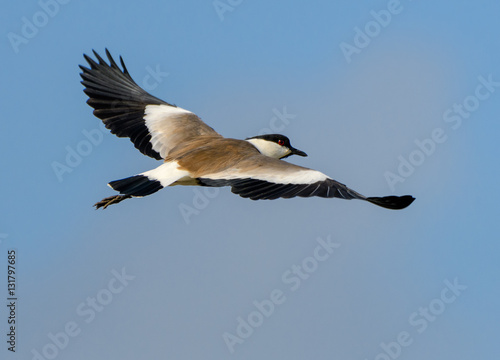 Spur-winged Lapwing in Flight © FotoRequest