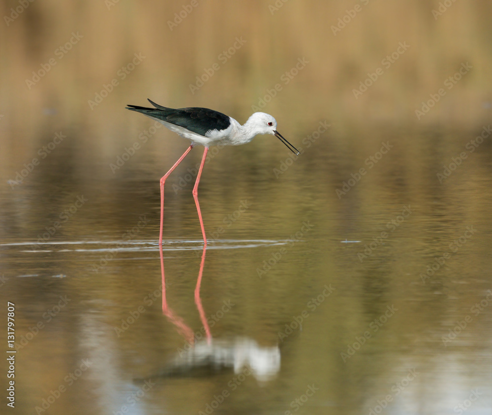Obraz premium with ReflectionBlack-winged Stilt