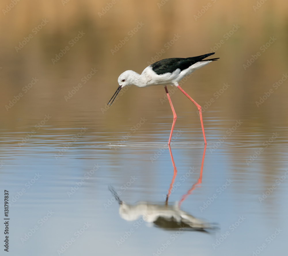 Fototapeta premium Black-winged Stilt 