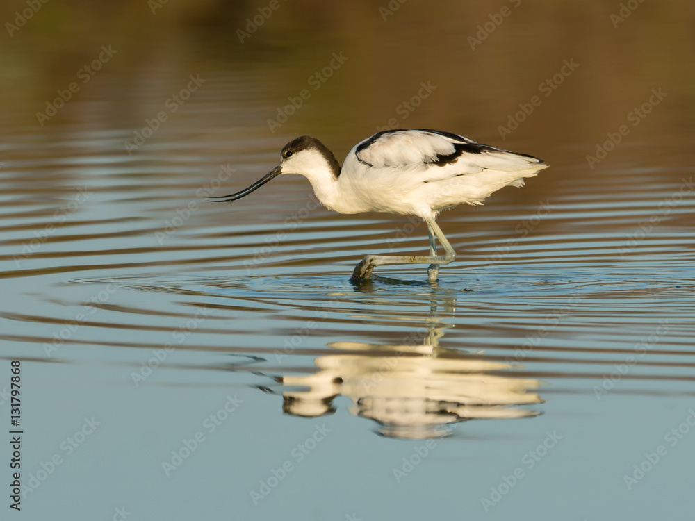Naklejka premium Pied Avocet