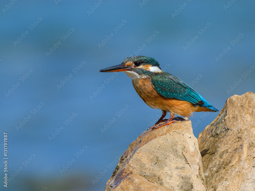 Fototapeta premium Common Kingfisher