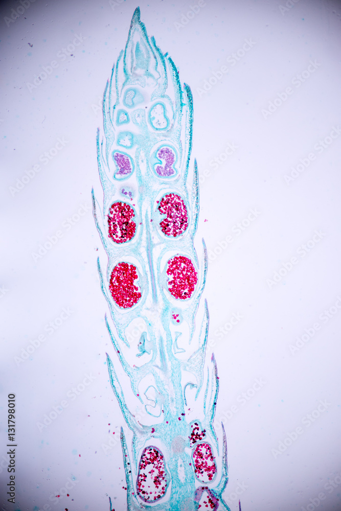 Strobilus of Selaginella under microscope view.