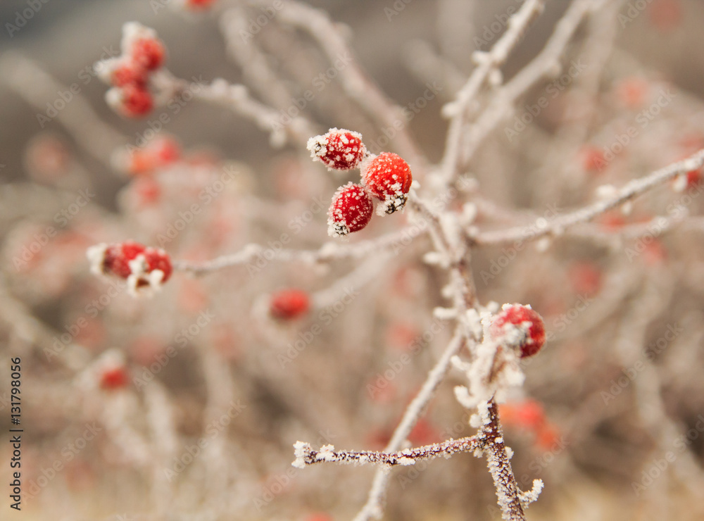 Hawthorn in winter covered with ice and hoarfrost Hawthorn in winter covered with ice and hoarfrost