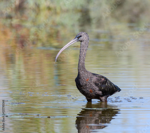 Glossy Ibis