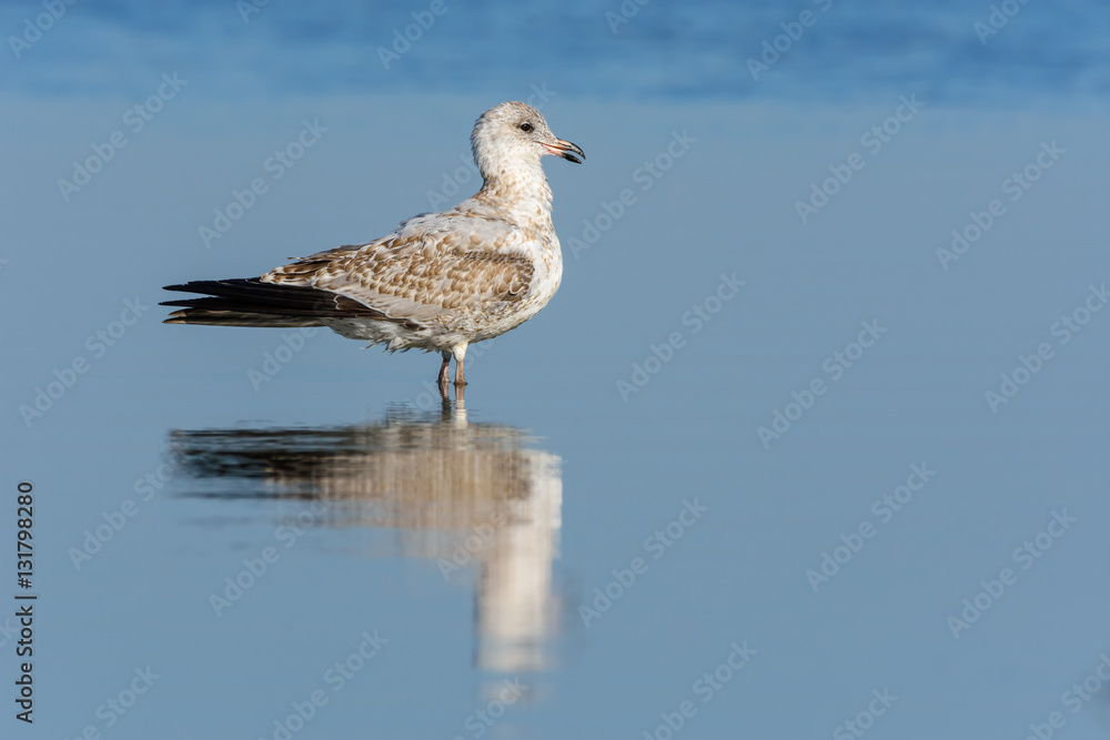 Juvenile Ring-billed Gull with Reflection Juvenile Ring-billed Gull with Reflection