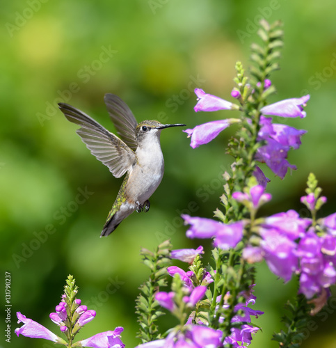 Ruby-throated Hummingbird in Flight Collecting Nectar from Purple Flowers
