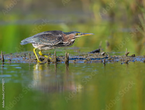 Green Heron