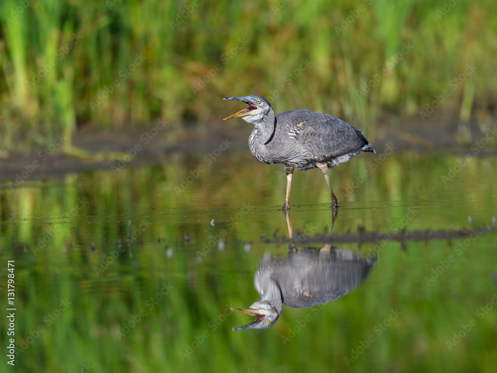 Great Blue Heron with Reflection Fishing Great Blue Heron with Reflection Fishing