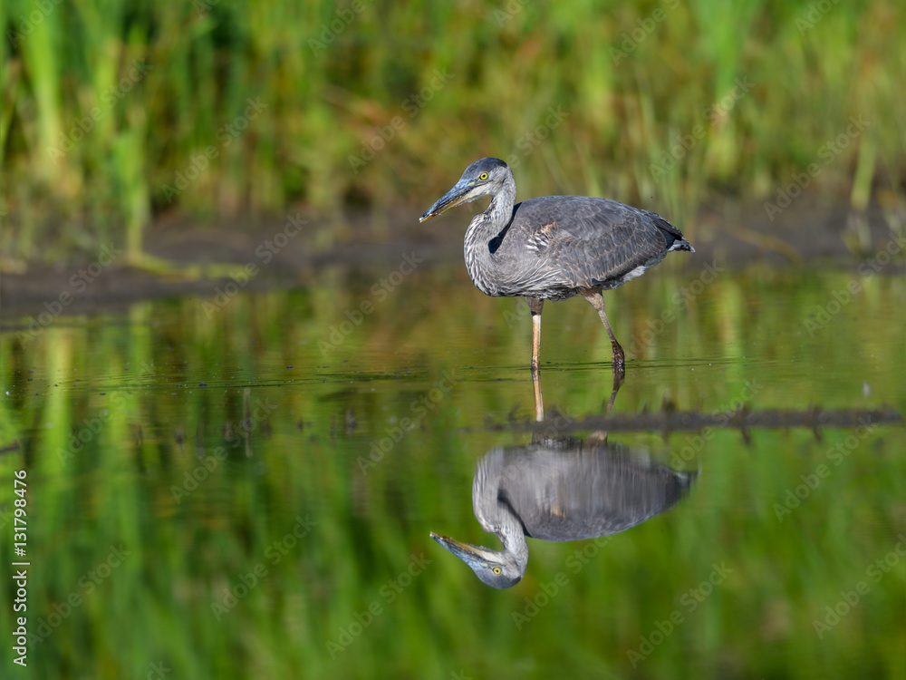 Great Blue Heron with Reflection Fishing Great Blue Heron with Reflection Fishing
