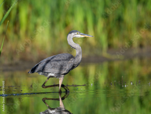 Great Blue Heron with Reflection