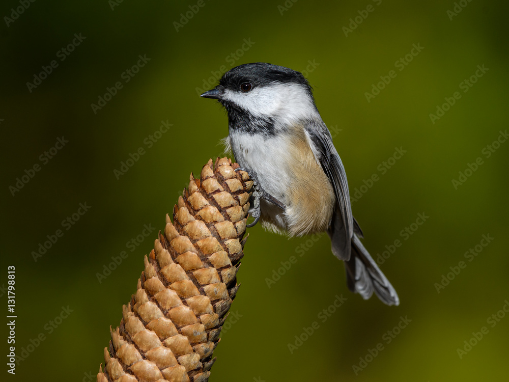 Fototapeta premium Black-Capped Chickadee Perched on a Pine Cone on Green Background