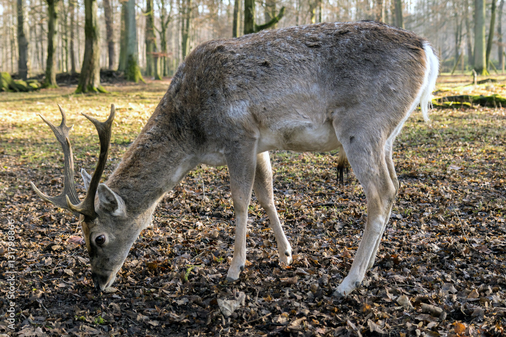 Damhirsch Damhirsch
