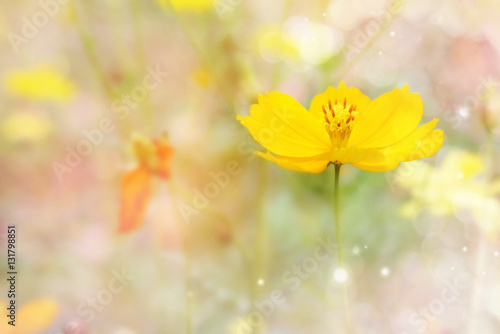  yellow cosmos flower garden in soft pink vintage tone  © doucefleur