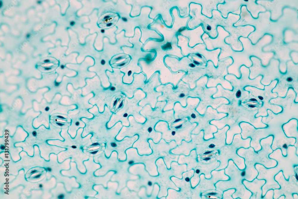 Leaf Epidermis (Stomata) under microscope view. Leaf Epidermis (Stomata) under microscope view.