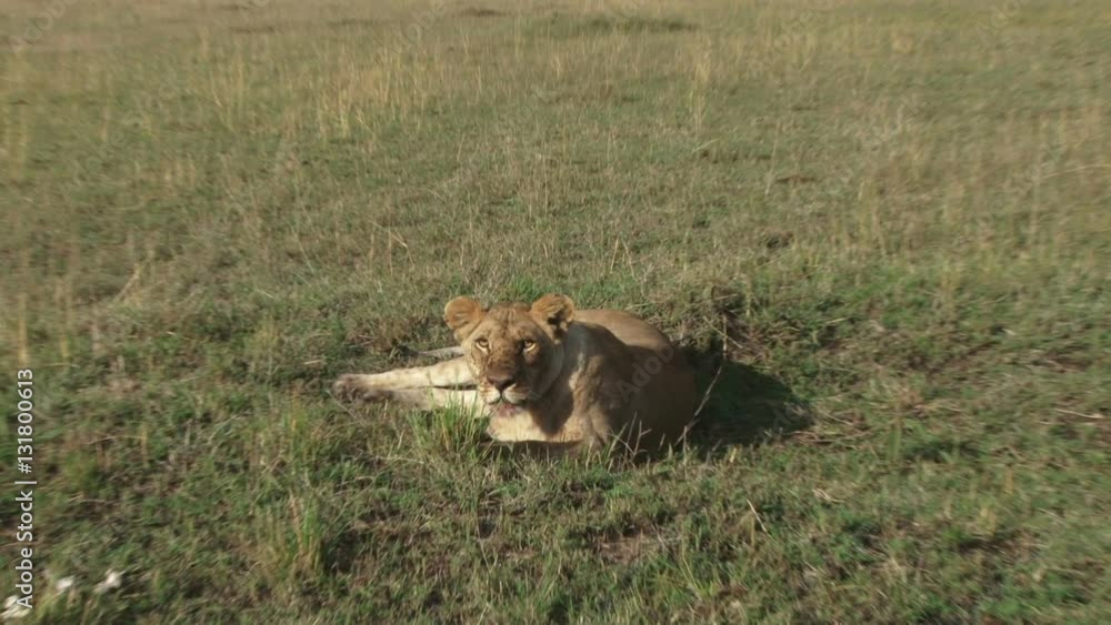zoom in of a lion ready to attack the cameraman. zoom in of a lion ready to attack the cameraman.