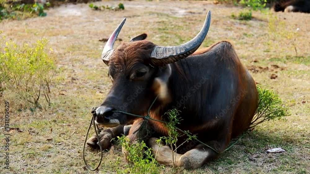 Thai buffalo in buffalo market chiangmai Thailand