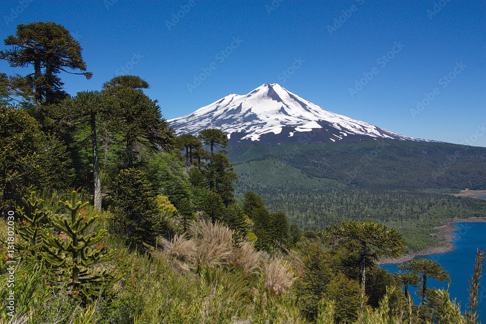 view of Llaima volcano in national park of Conguillio in Chile