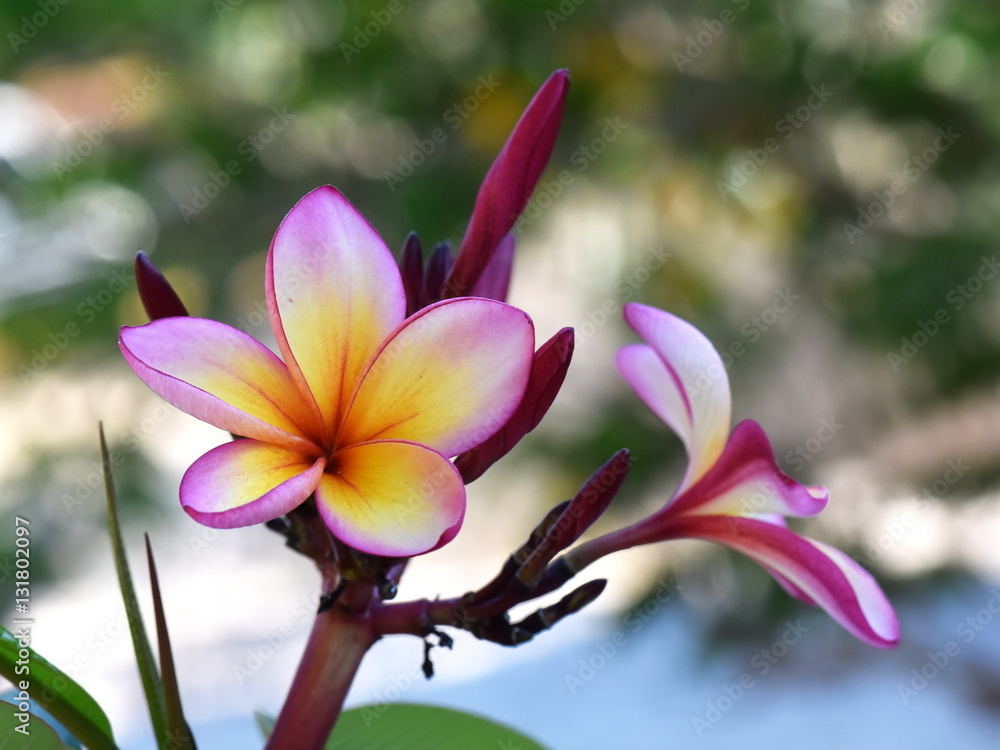 Pink and yellow Frangipani flowers Stock 写真 | Adobe Stock