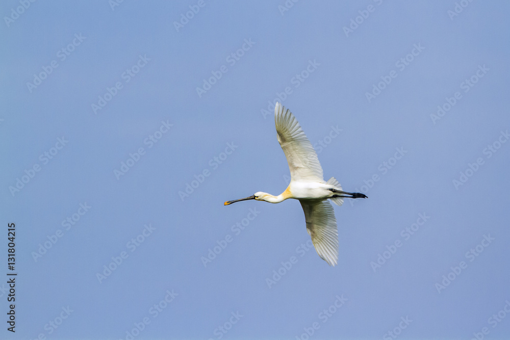 Eurasian spoonbill in Arugam bay lagoon, Sri Lanka Eurasian spoonbill in Arugam bay lagoon, Sri Lanka